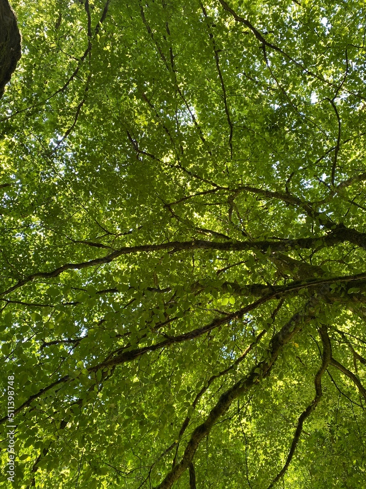 tal der wilden endert, greimersburg, endert, cochem, eifel, wanderweg, deutschlands, feldweg, landwirtschaftlicher verkehr, frühling, sommer, wald, natur, ins grüne, traktor, wald, wiese, weide, natur tal der wilden endert, greimersburg, endert, cochem, eifel, wanderweg, deutschlands, feldweg, landwirtschaftlicher verkehr, frühling, sommer, wald, natur, ins grüne, traktor, wald, wiese, weide, natur
