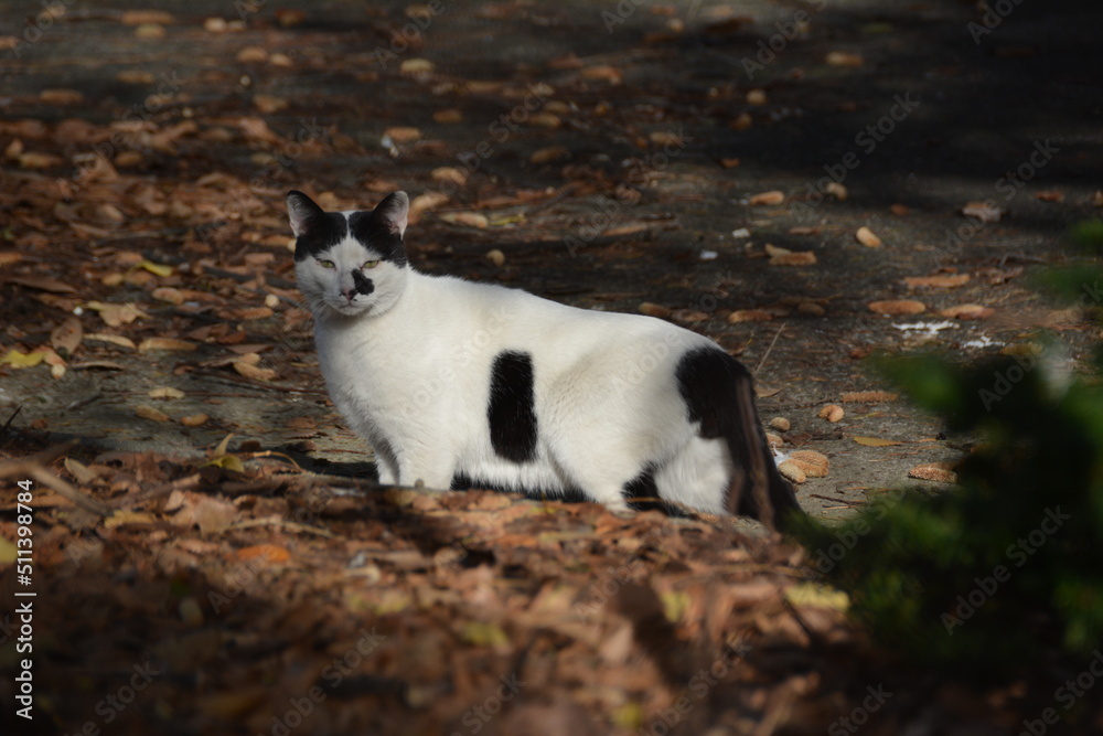 野良猫 野良猫