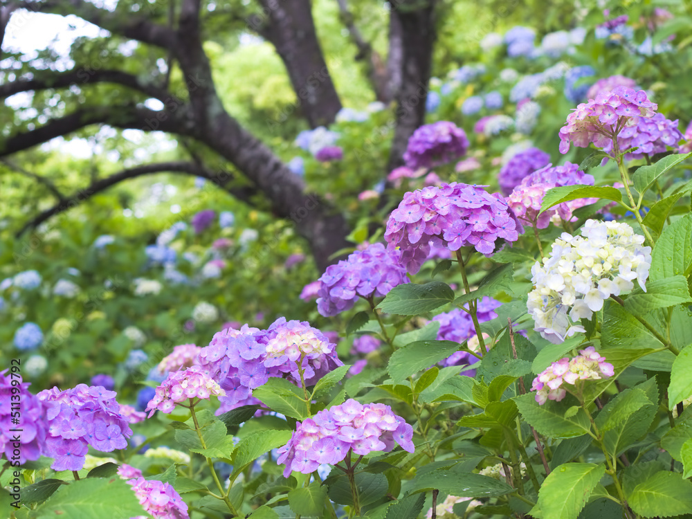 咲き広がる紫陽花