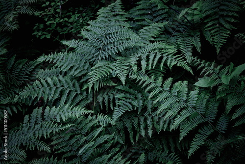 Leaves pattern background, real photo, fern leaves background, top view leaves. © Birch Photography