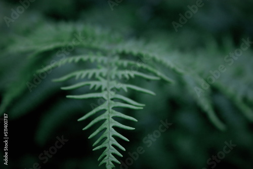 Leaves pattern background, real photo, photo near fern leaves.