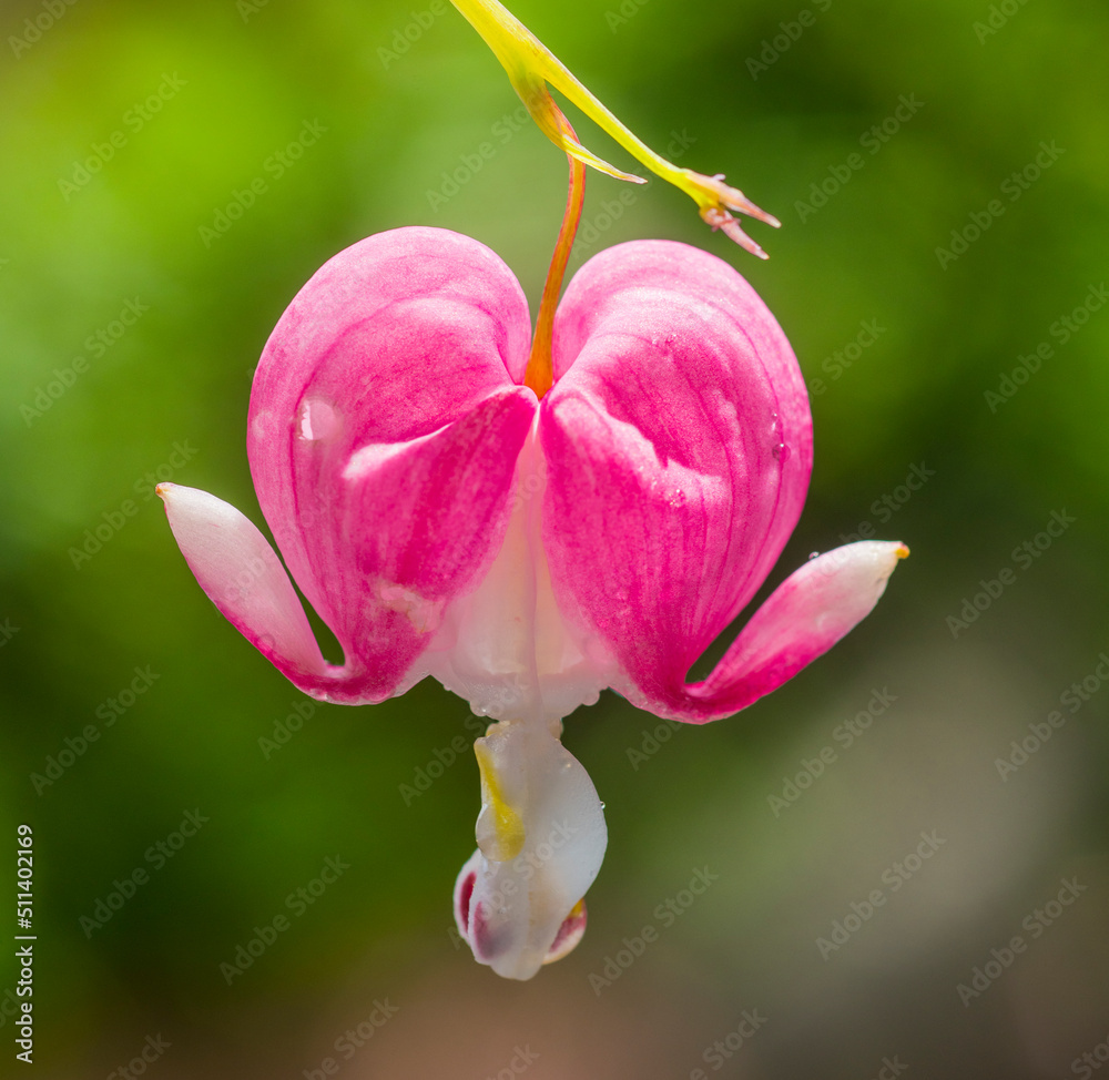 pink-purple flower in the shape of a heart Bleeding heart flowers (Dicentra Spectabils) close-up on a bright yellow background with an empty field for texts and inscriptions pink-purple flower in the shape of a heart Bleeding heart flowers (Dicentra Spectabils) close-up on a bright yellow background with an empty field for texts and inscriptions