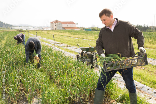 Fototapeta Man professional horticulturist holding harvest of onion in crate, man on backgr