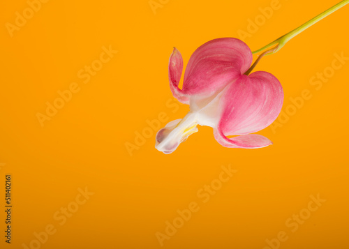 Fototapeta Naklejka Na Ścianę i Meble -  pink-purple flower in the shape of a heart Bleeding heart flowers (Dicentra Spectabils) close-up on a bright yellow background with an empty field for texts and inscriptions