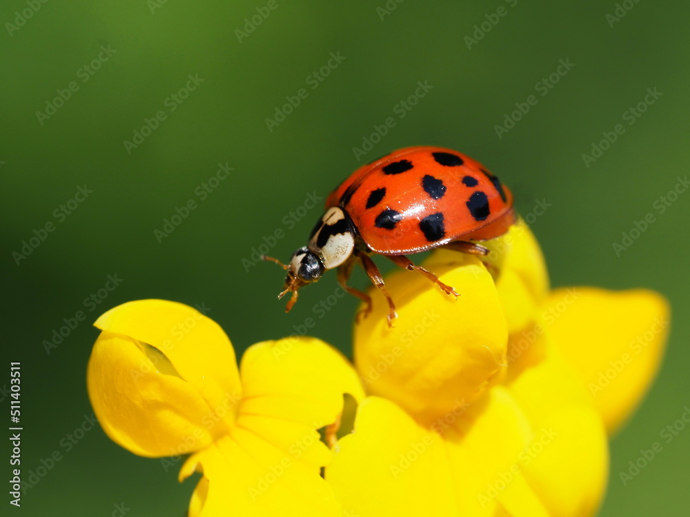 Obraz premium Asiatischer Marienkäfer