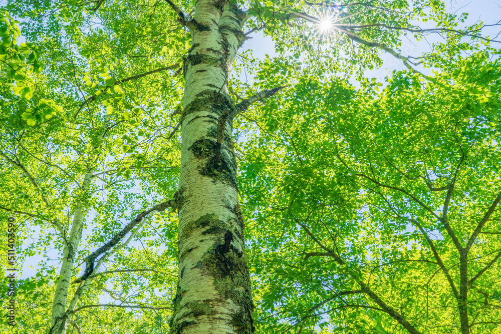 Fototapeta premium tree in the forest