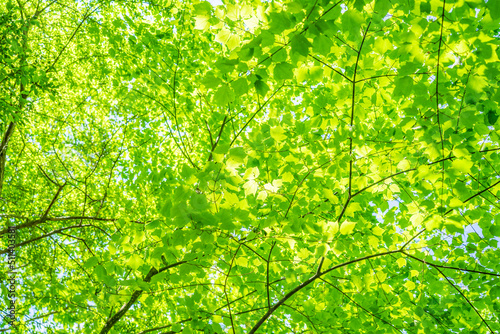 green leaves background