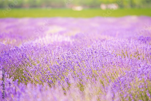 Purple lavender flowers in the field