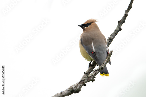 Cedar Waxwing