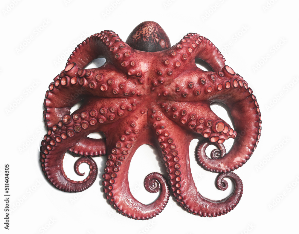 Fototapeta premium octopus cooked Galician style. Octopus is whole and isolated on white background.