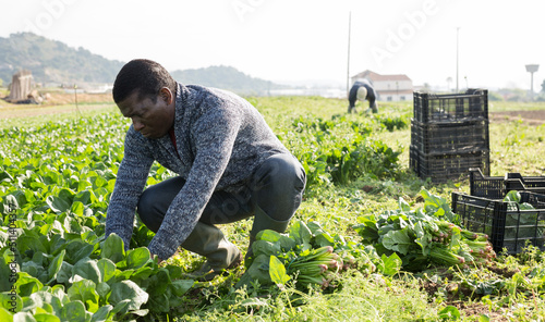 Fotografie, Obraz Men horticulturists picking harvest of green spinach in garden outdoor
