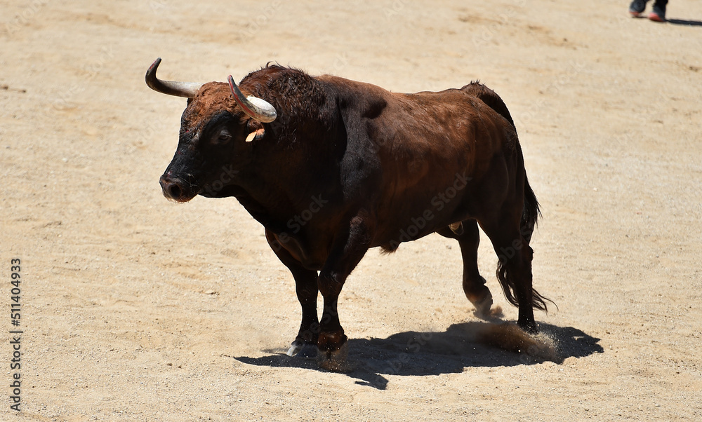 spanish bull with big horns in the bullring arena spanish bull with big horns in the bullring arena