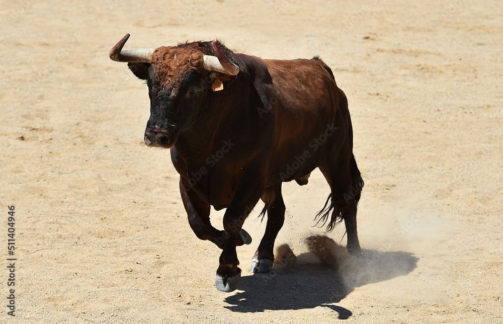 spanish bull with big horns in the bullring arena spanish bull with big horns in the bullring arena