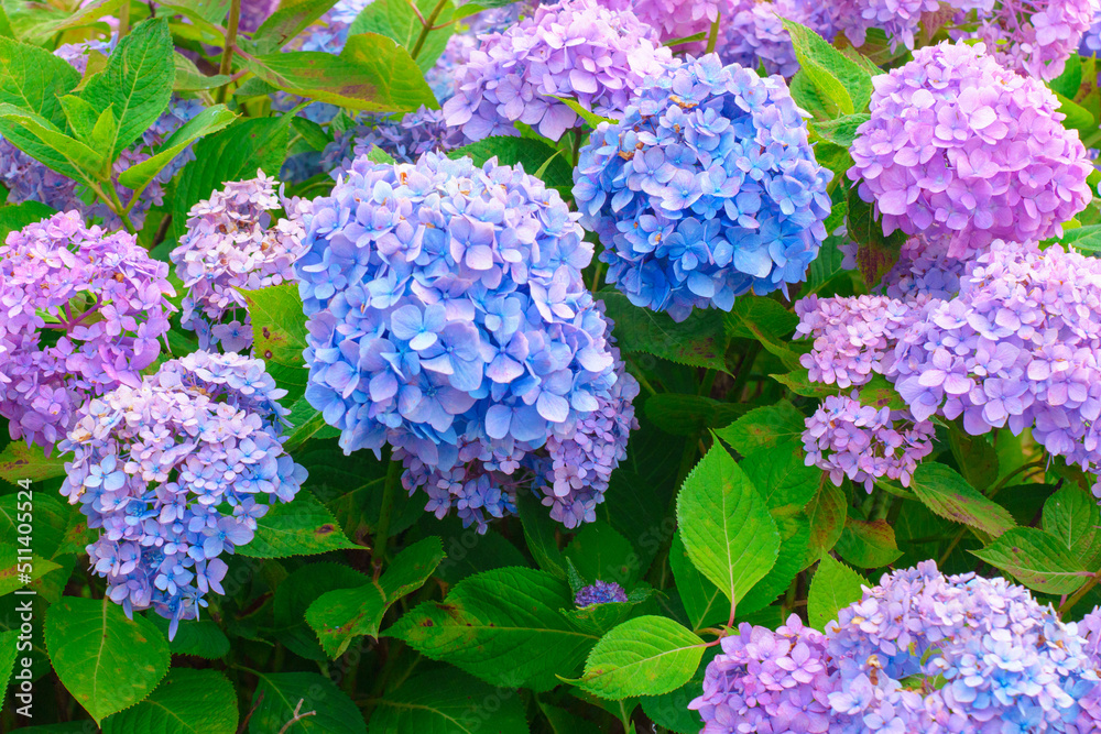 紫陽花の花 紫陽花の花