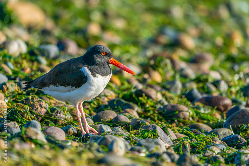 Eurasian oystercatcher Eurasian oystercatcher