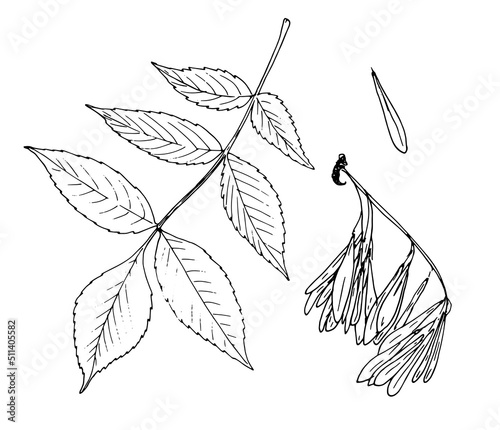 Botanical sketch of Fraxinus excelsior, an isolated element of a bunch earring and a leaf of a maple tree, highlighting a black outline on white for a natural design pattern