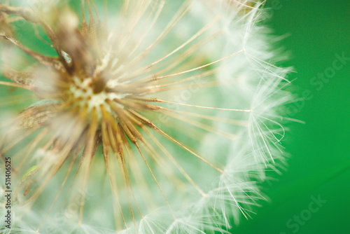 Macro image of a dandelion in a meadow. Nature and wildlife in Ontario  Canada. 