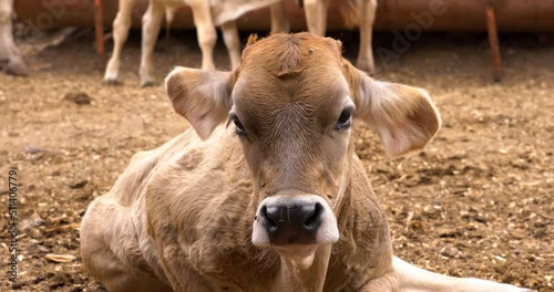 Adorable calf in meadow playing and resting concept of rural farm life