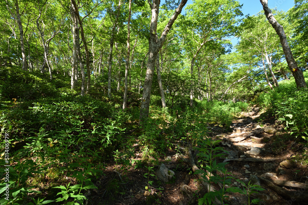 Mountain climbing in summer season