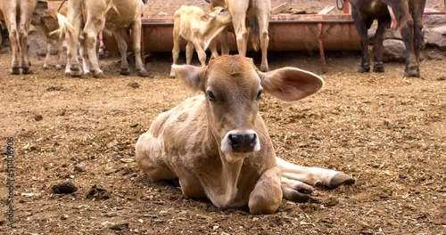 Adorable calf in meadow playing and resting concept of rural farm life