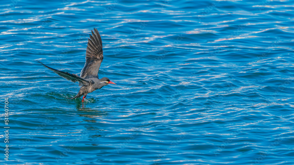 Fototapeta premium An Inca tern taking off