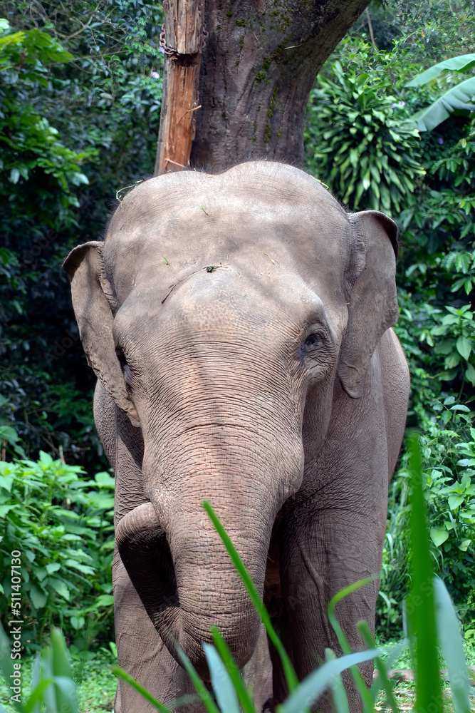 Naklejka premium Sumatran elephants in their environment