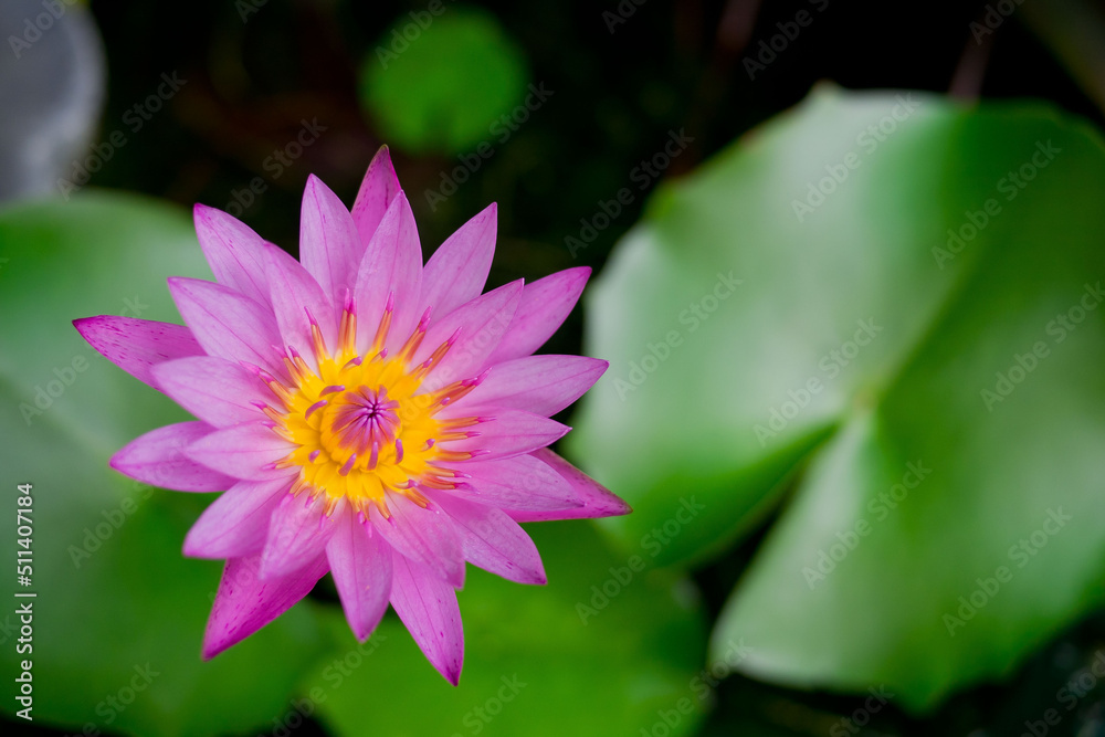 beautiful lotus flower in pond, droplet water on lotus, pink white color
beautiful lotus flower in pond, droplet water on lotus, pink white color