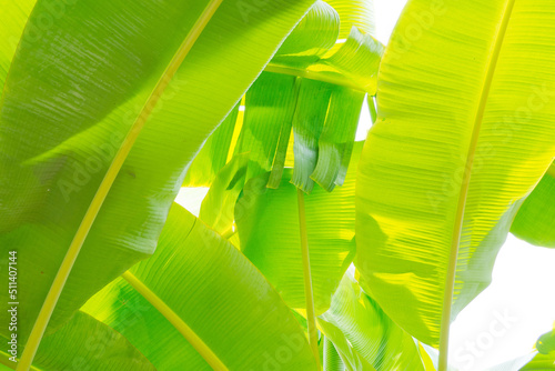 Banana leaf, green leave, abstract background 
