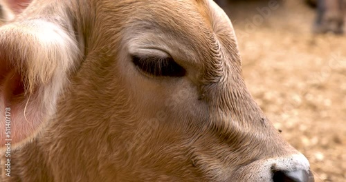 Adorable calf in meadow playing and resting concept of rural farm life