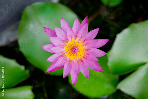 beautiful lotus flower in pond, droplet water on lotus, pink white color 
