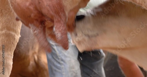 Calf feeding from its mother's udder rural farm concept