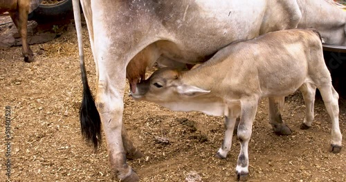 Calf feeding from its mother's udder rural farm concept