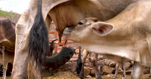 Calf feeding from its mother's udder rural farm concept