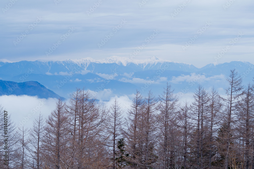 landscape, big tree in the forest
