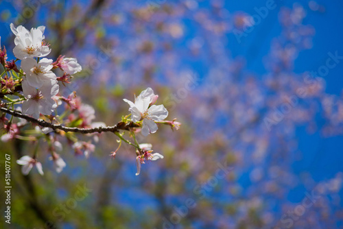 Sakura flower at japan,  nature background, 
