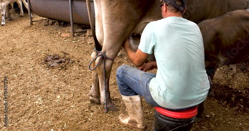 Experienced dairy farmer man milking a cow for milk