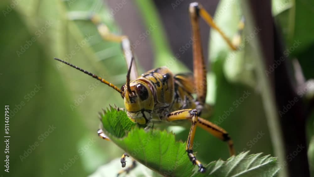 This macro video shows a front view of a colorful and large Lubber Grasshopper (Romalea microptera) eating a leaf. This macro video shows a front view of a colorful and large Lubber Grasshopper (Romalea microptera) eating a leaf.