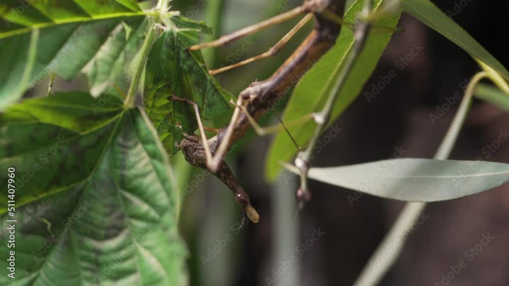 This close up, macro video shows a Peruvian Jumping Stick insect (Pseudoproscopia scabra) feeding and chewing on leaves. This close up, macro video shows a Peruvian Jumping Stick insect (Pseudoproscopia scabra) feeding and chewing on leaves.