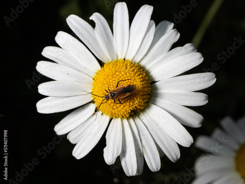 Insect on Daisy