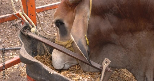 Bull eating pasture straight from a feed trough farm concept