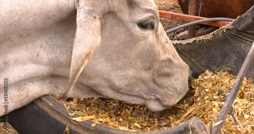 Cow eating pasture straight from a feed trough farm concept