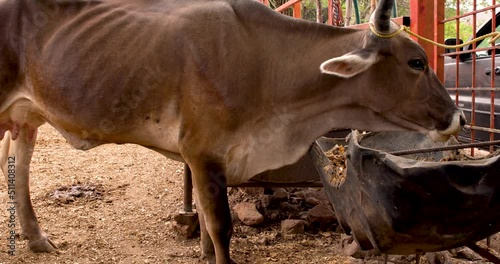Cow eating pasture straight from a feed trough farm concept