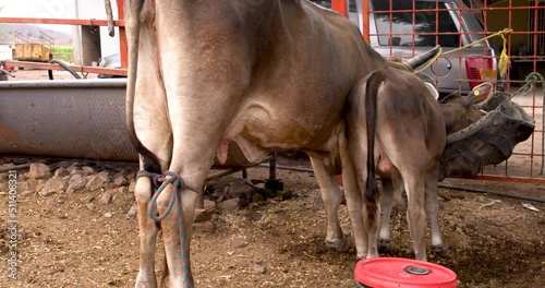 Cow eating pasture straight from a feed trough farm concept