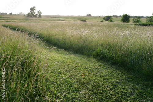 Grass Path in a Field