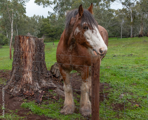 horse in a field, warooka, bungaree clare, brumby photo