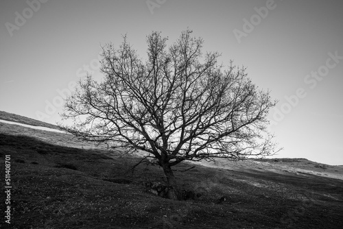 Lonely tree without leaves against sky in black and white.