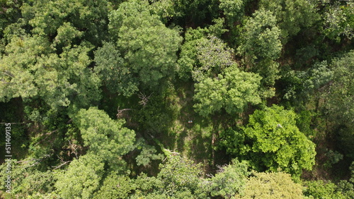 Aerial top view of the forest, Texture of forest.