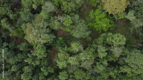 Aerial top view of the forest, Texture of forest.