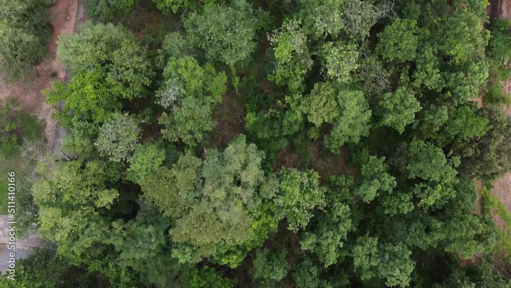 rainforest aerial view from above rainforest aerial view from above