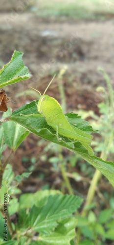 green leaf of a plant